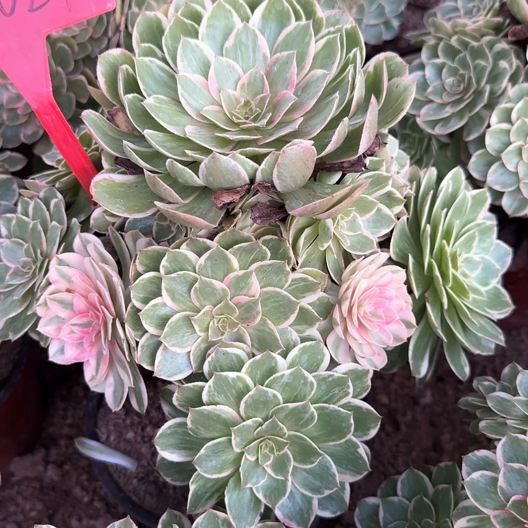 4-1024莲花座植物多肉