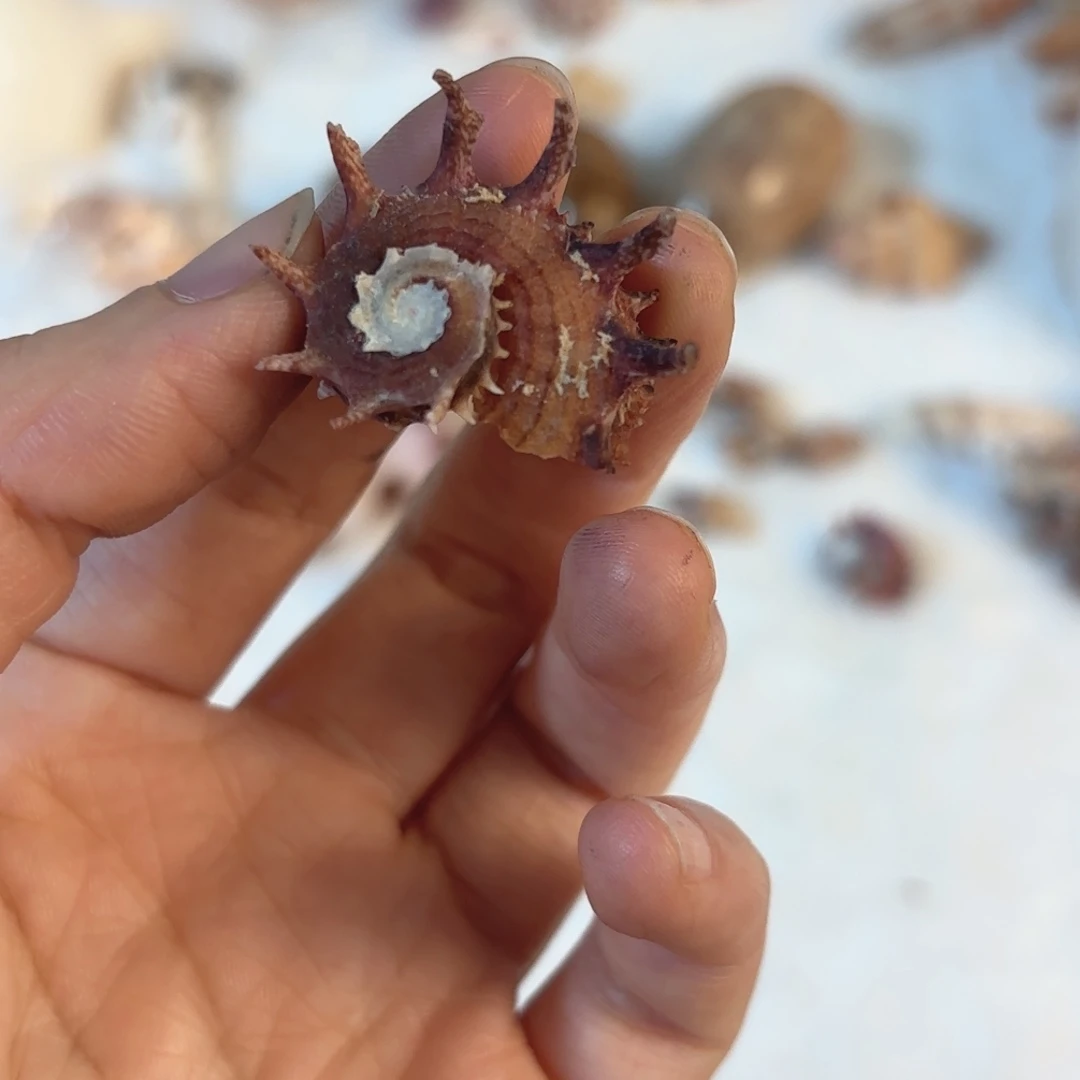 怜***怜天然海螺贝壳标本福利