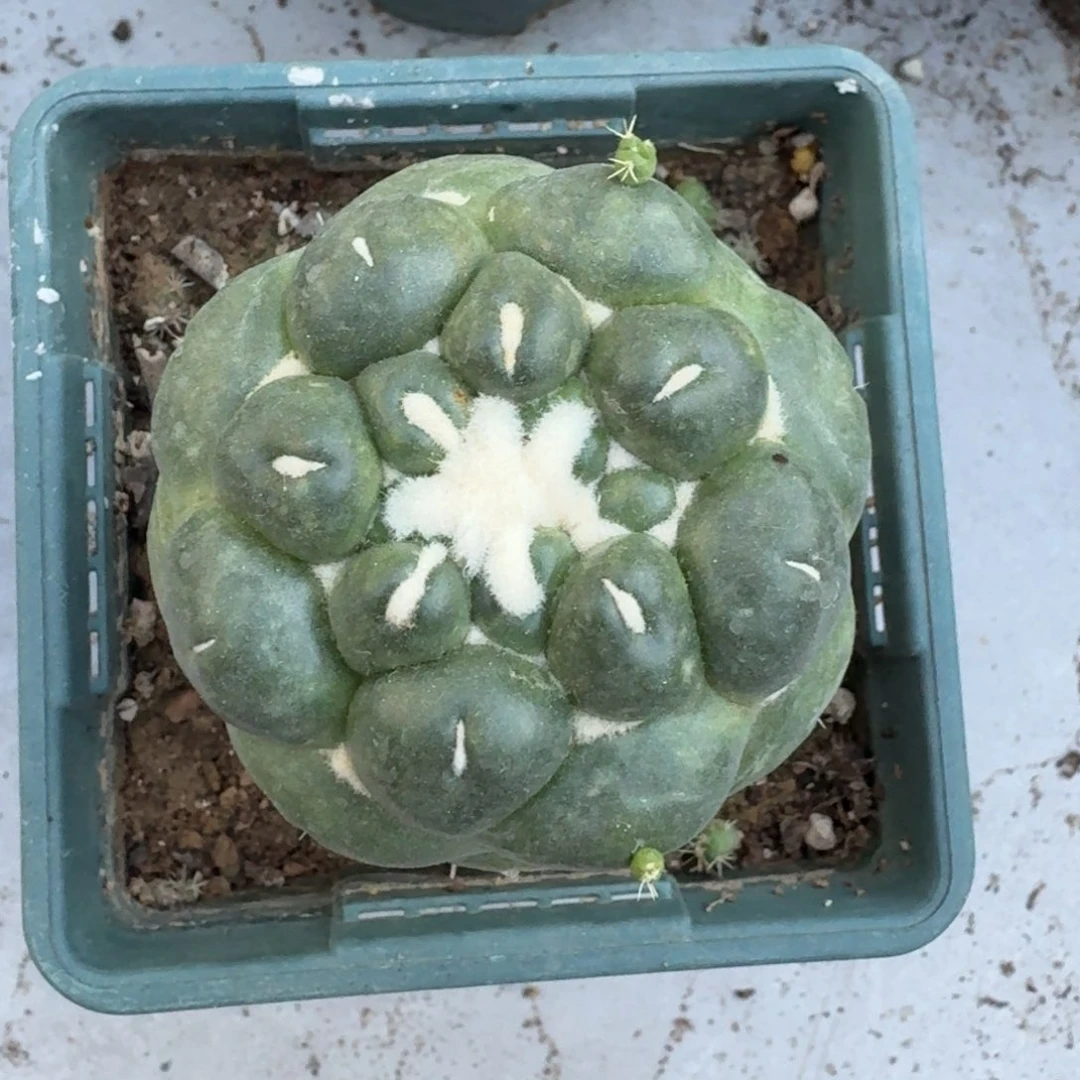 【闪购商品】无花朵无刺象牙