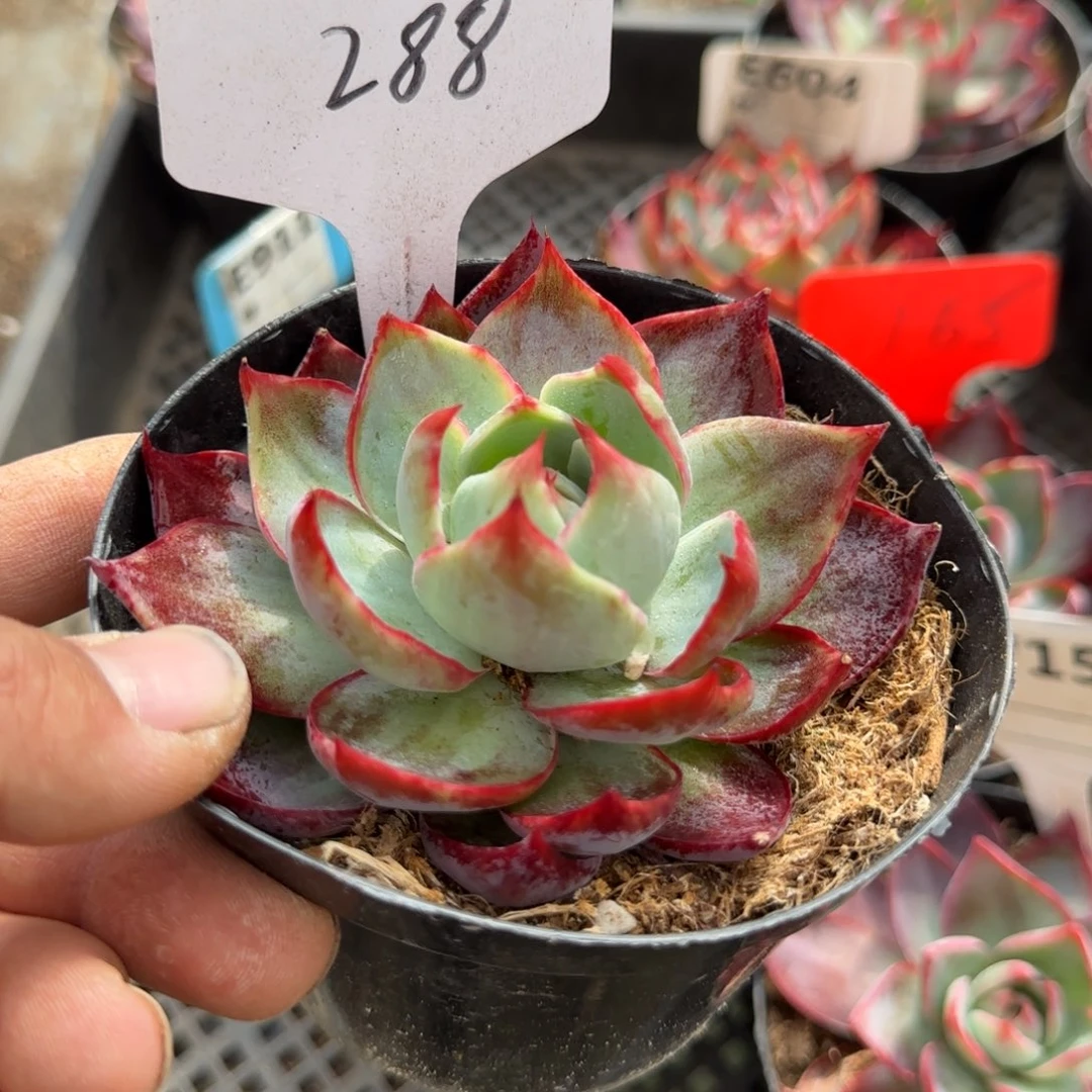 惊鸿一物一拍包装收缩花旱288