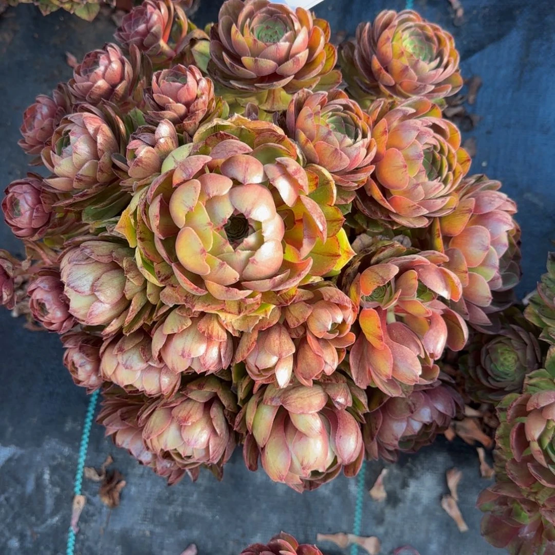 9103多肉万拉丝多肉