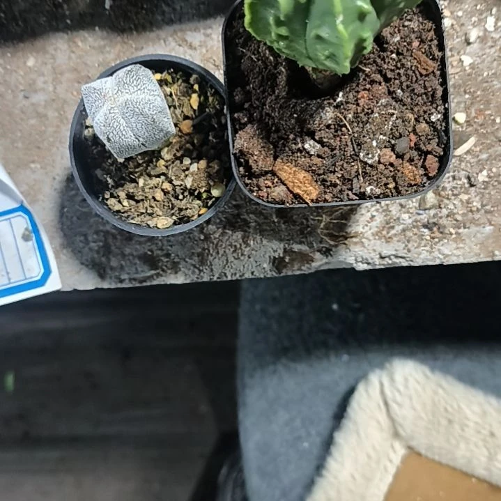 花花世界迷人眼的球球好看