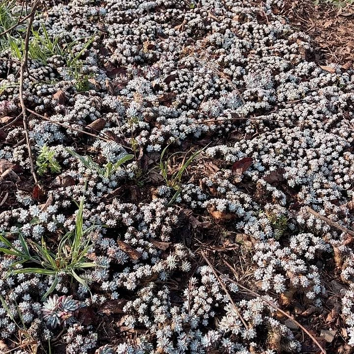 仙女杯多肉植10至15头