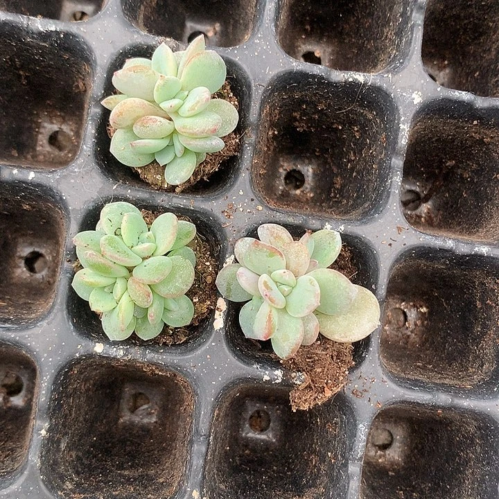 天***i奶茶群生一物一拍