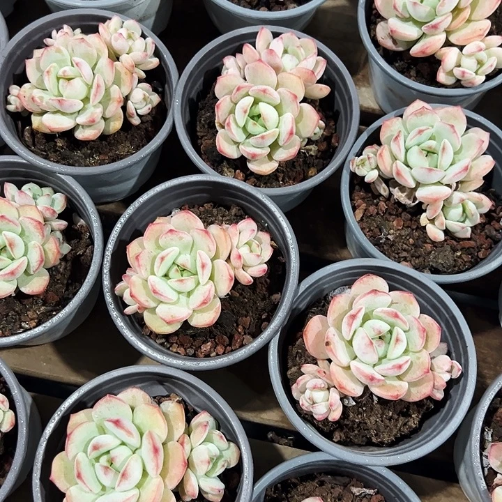 多头  香草     福利