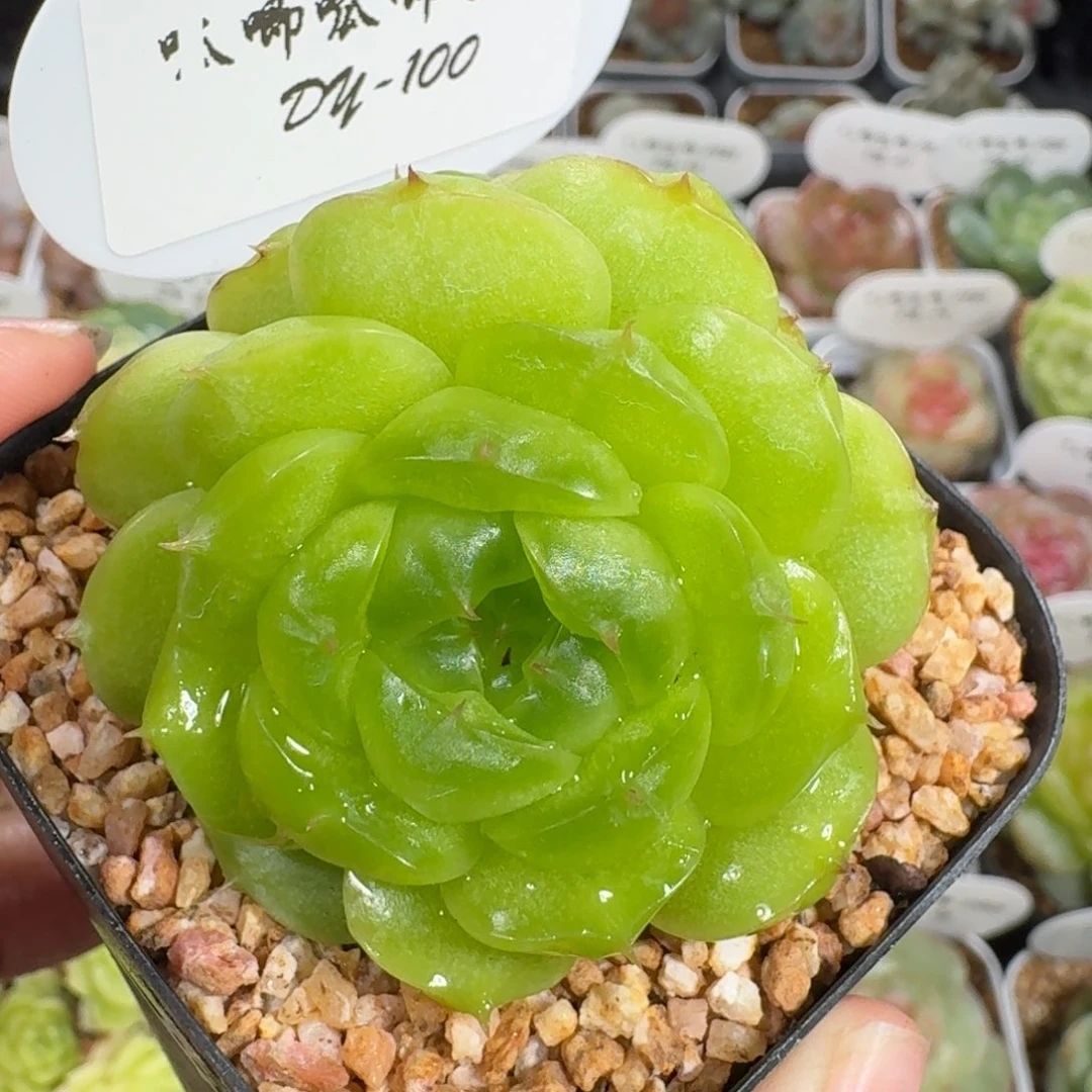 0925-100-玉髓不包整