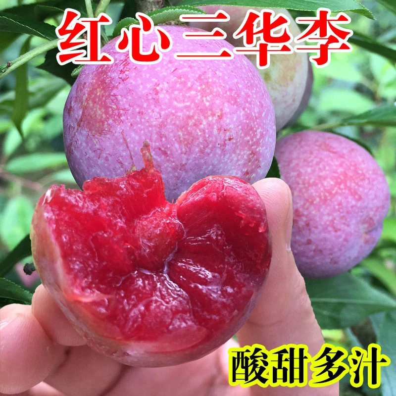 【现摘现发】福建新鲜三华李红心李2/3/5斤现摘李子孕妇水果芙蓉李