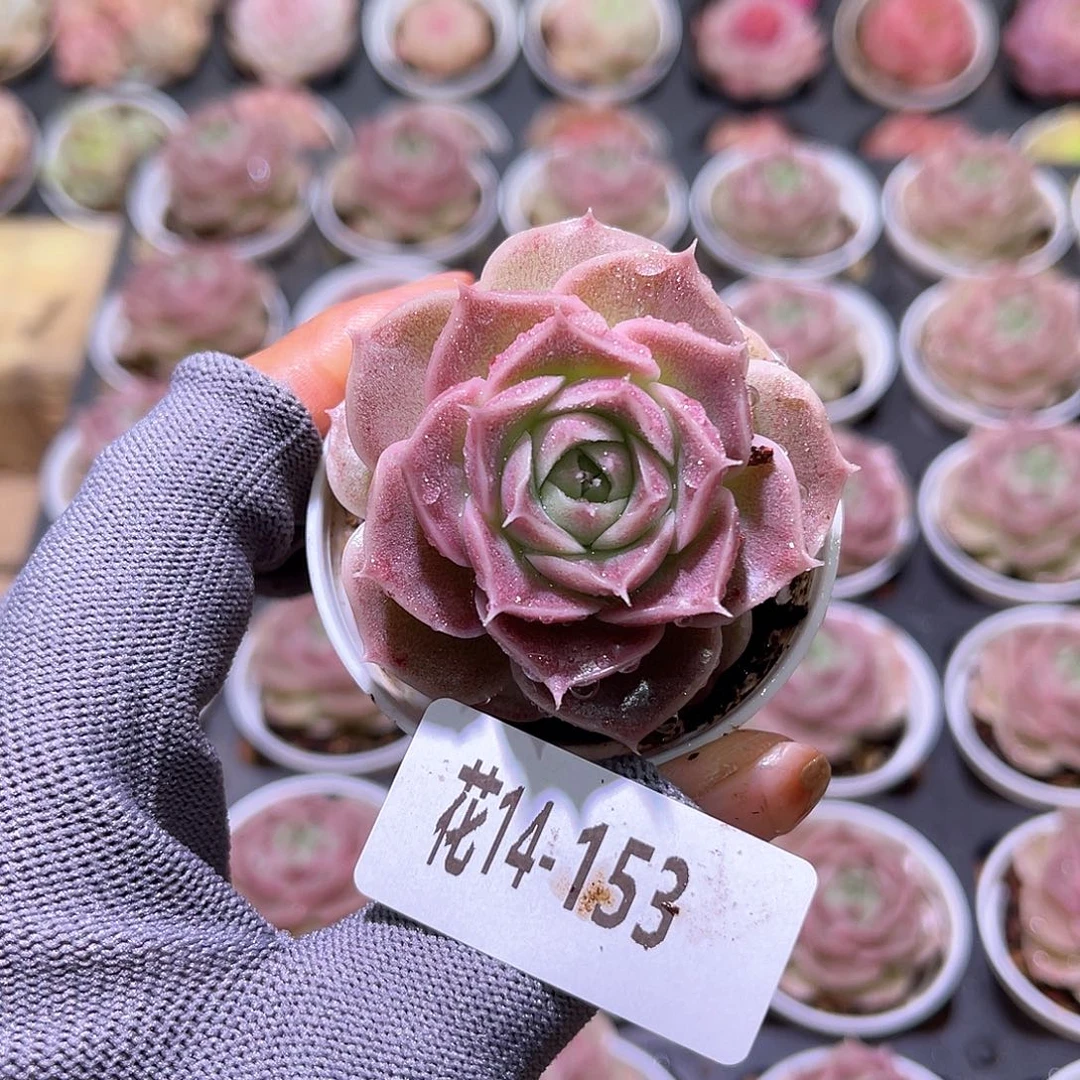 花14-153霜瓷单头