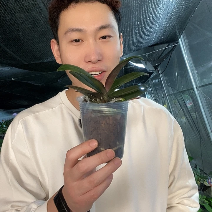 无花朵樱兰变异蝴蝶兰