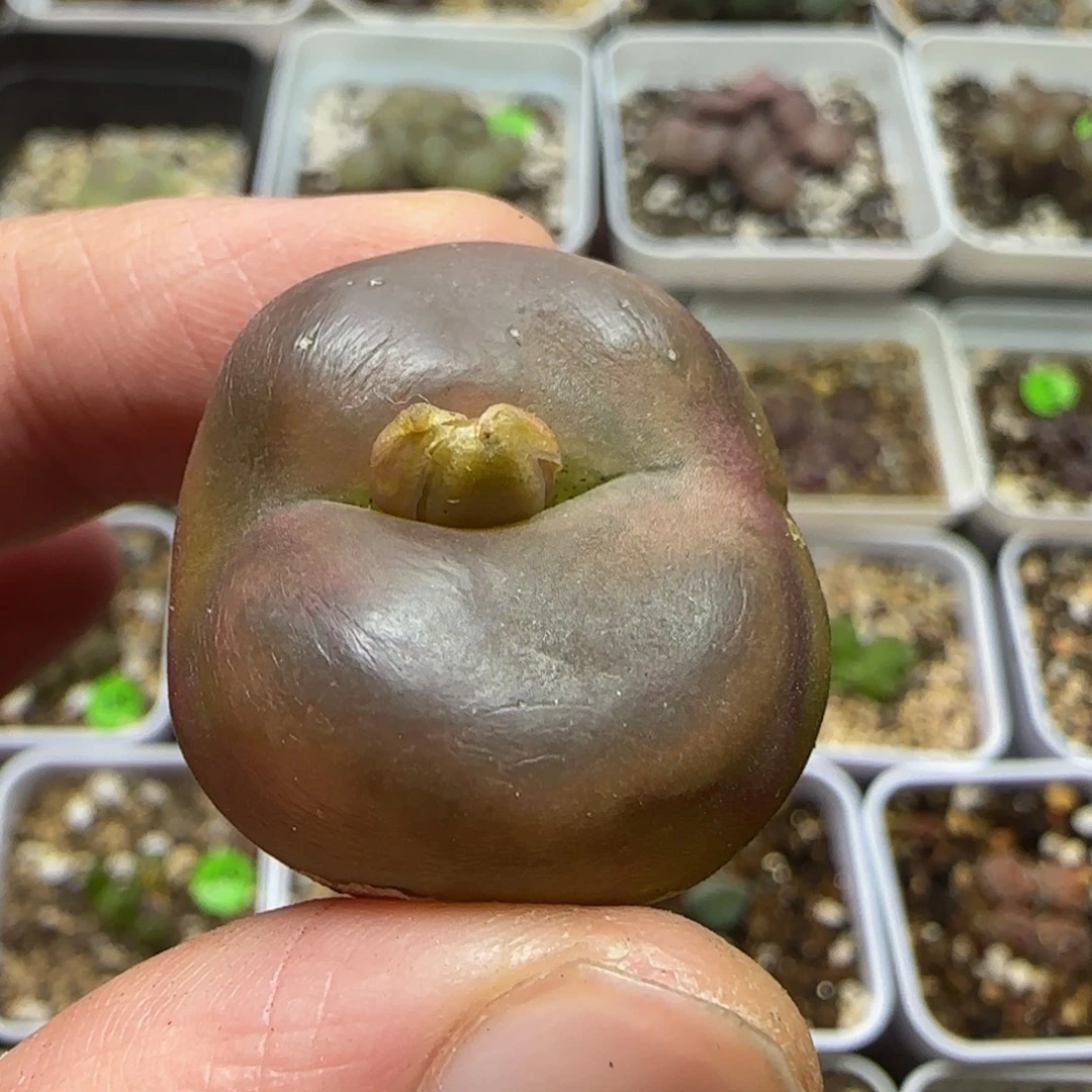 2.6漂亮多肉植物365