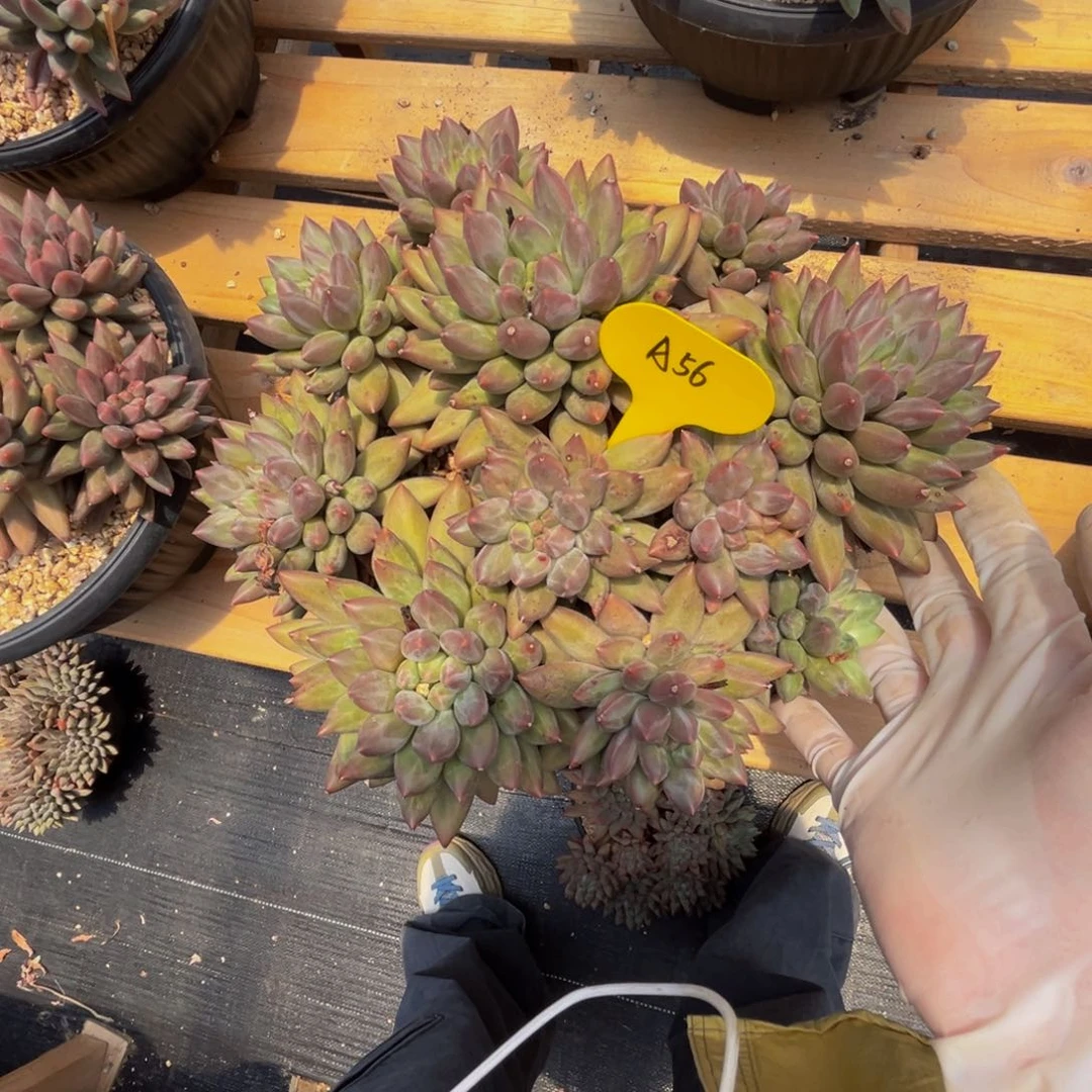 小***漆a56红蜻蜓群生呀呀呀
