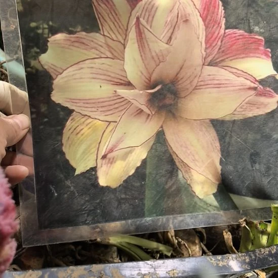 当前无花栽培后可以开花安吉拉5厘米微残次球