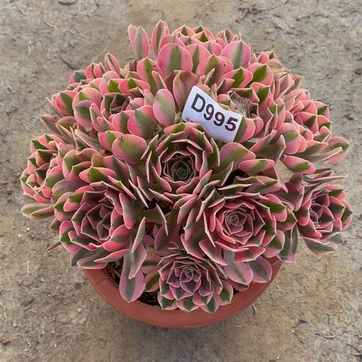 女巫多肉植物995