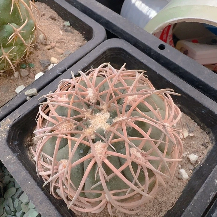 伏刺天平。 苗接落地自根出根芽。