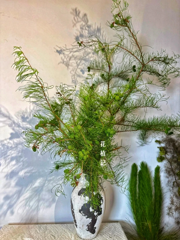 池杉/落羽杉—高颜水培植物小众鲜切花南天竹鲜花