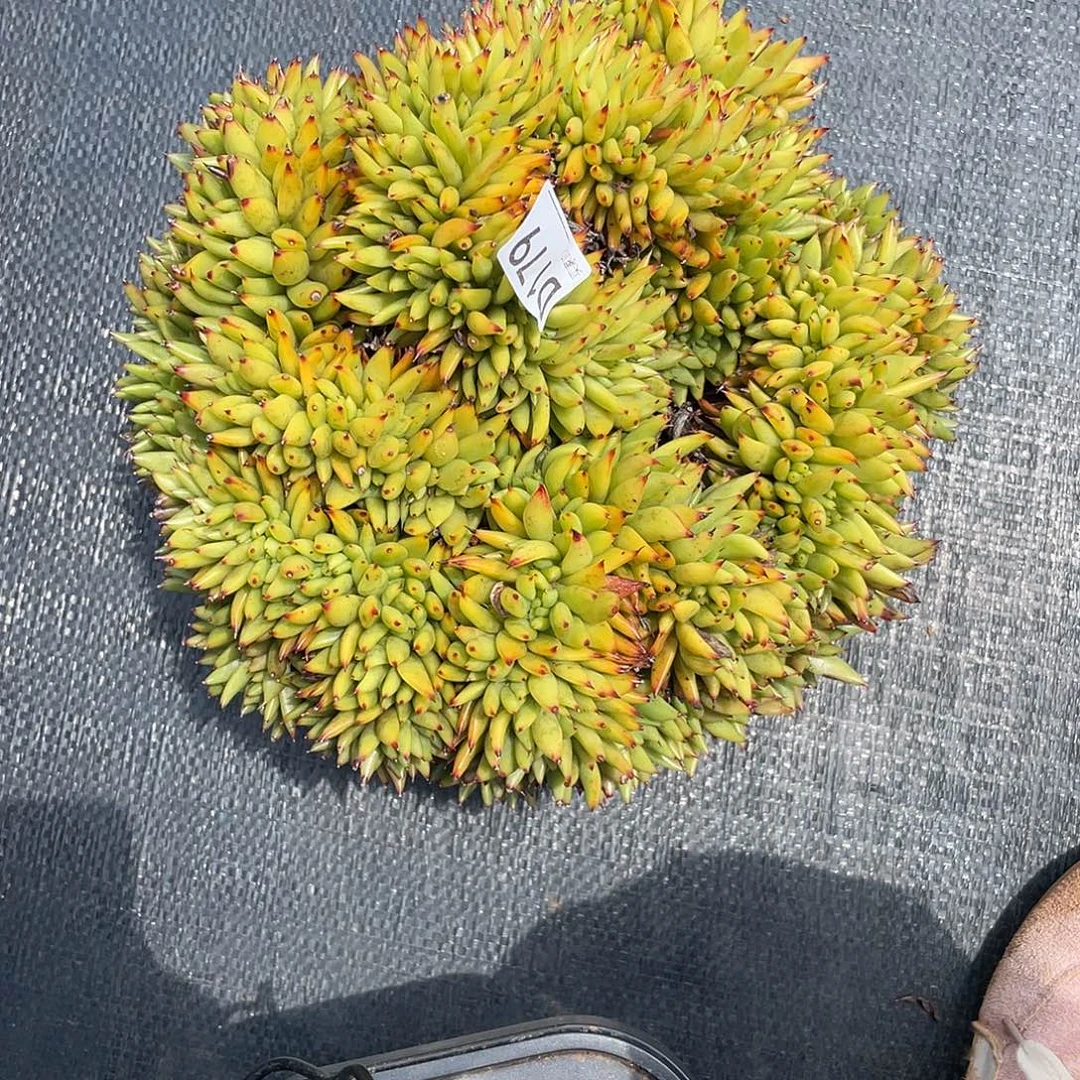 若如东云单拍D179