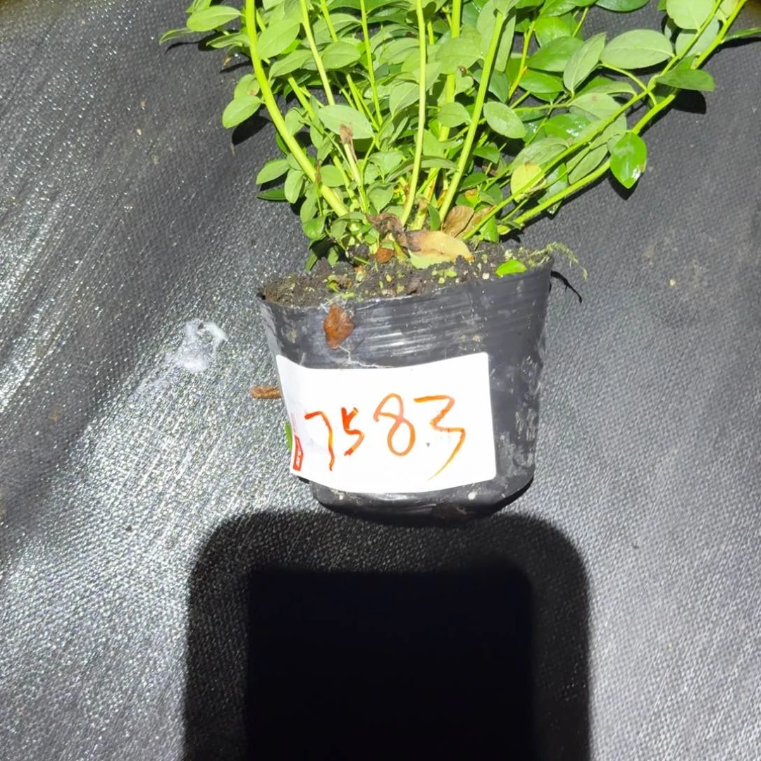 爱***豆中钵f6一物一拍7583