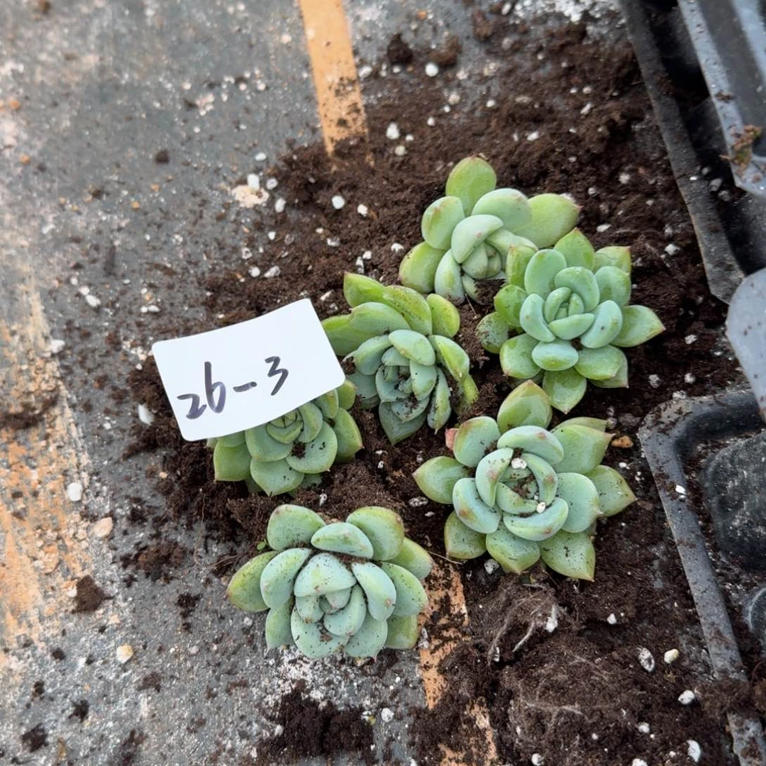 26-3穴盘十棵脱土发货量拍
