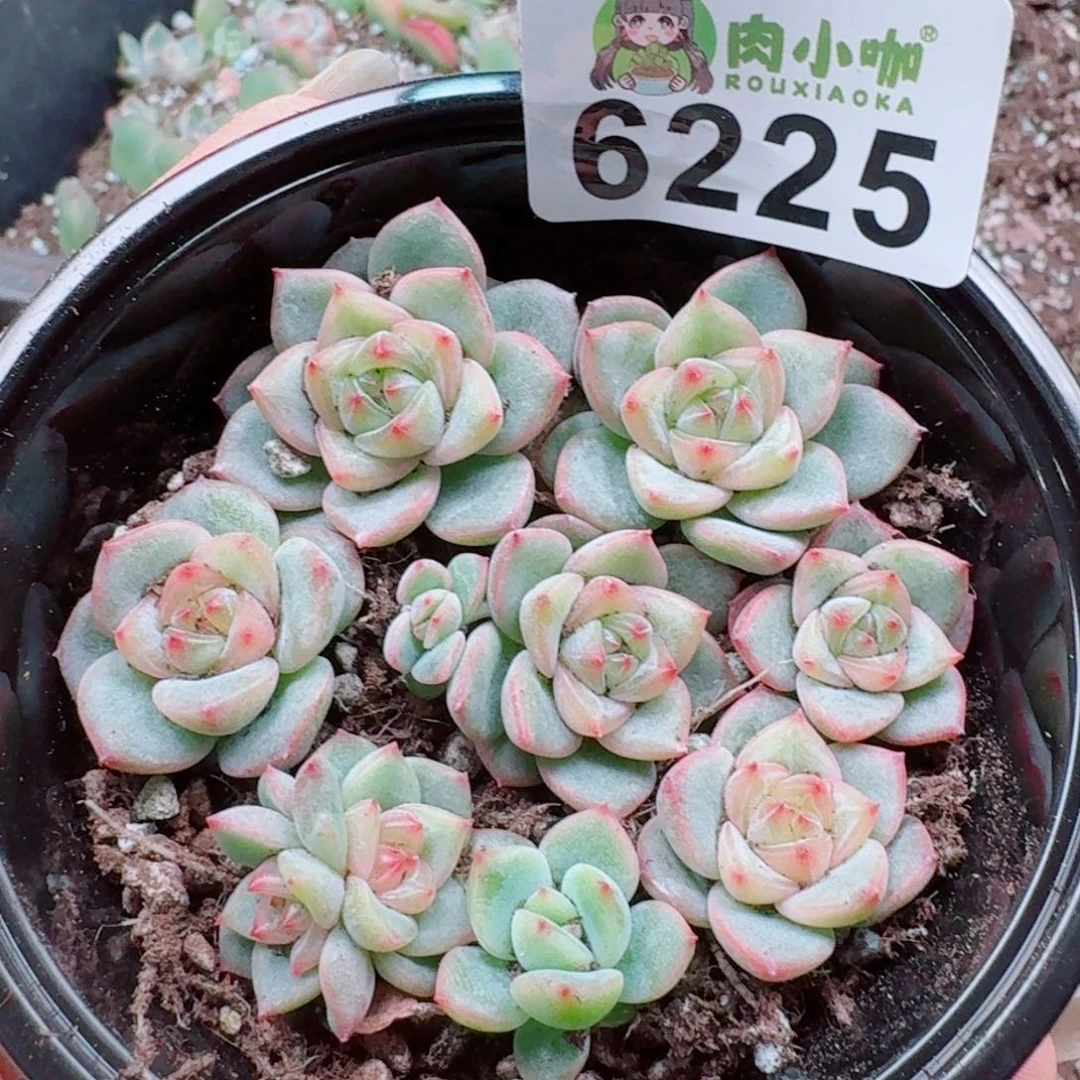 多肉植物多肉植物