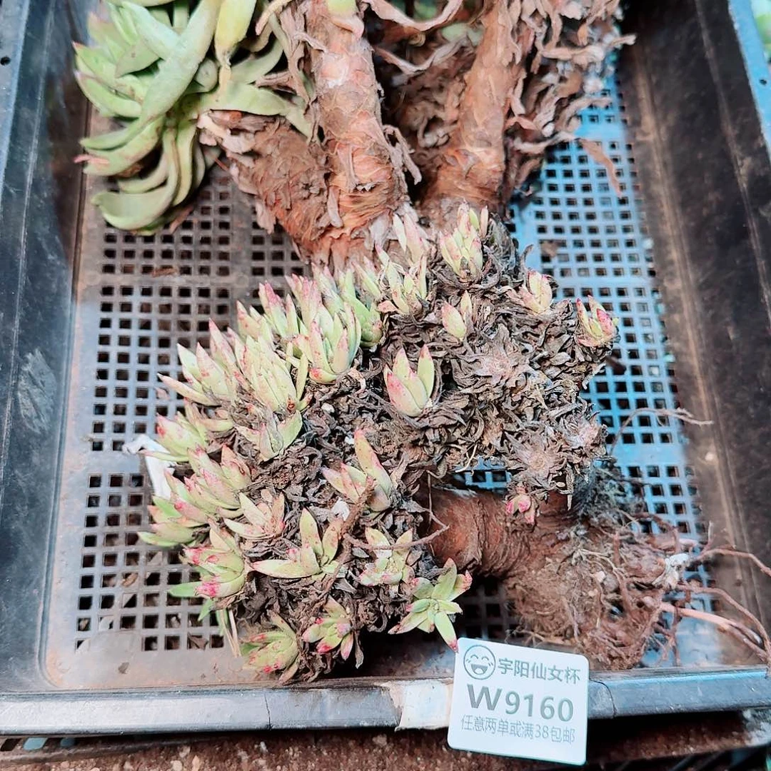 9160瑕疵框拍不售后