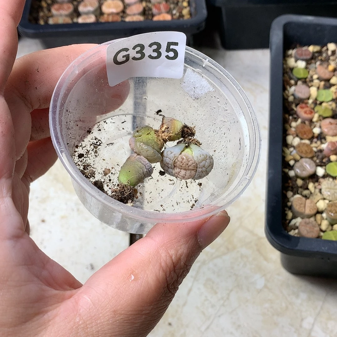 小***!G335多肉植物保护