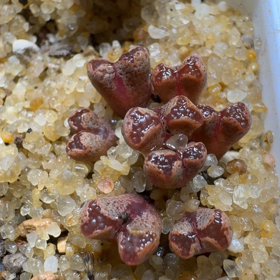 煮**茶0218-23肉锥肉锥