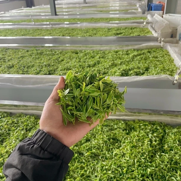 小李茶叶-清仓处理第十二款 黄金芽 原产地 春茶 高山茶