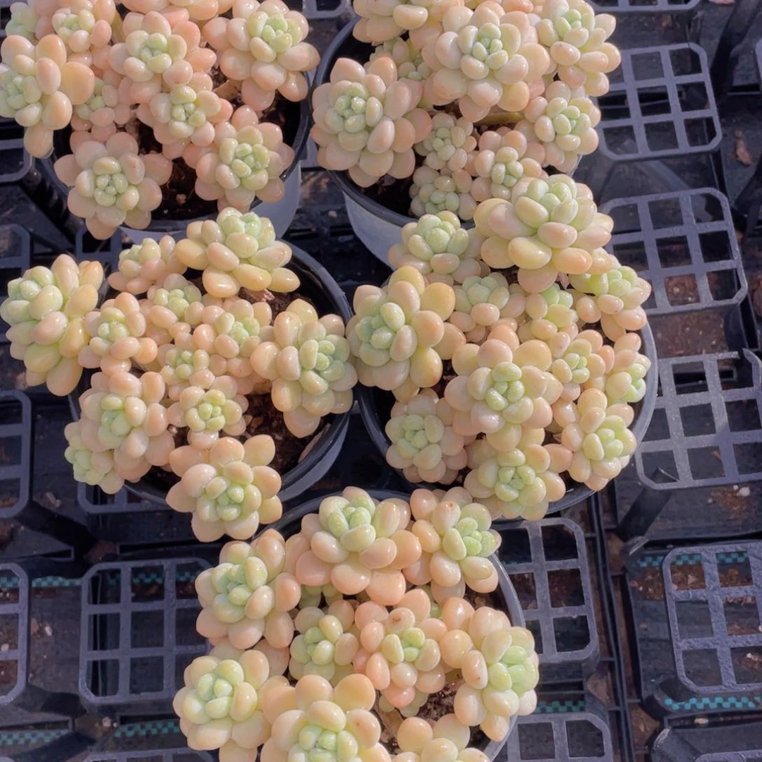 260号 老桩捧花多头洛可可大群一个m