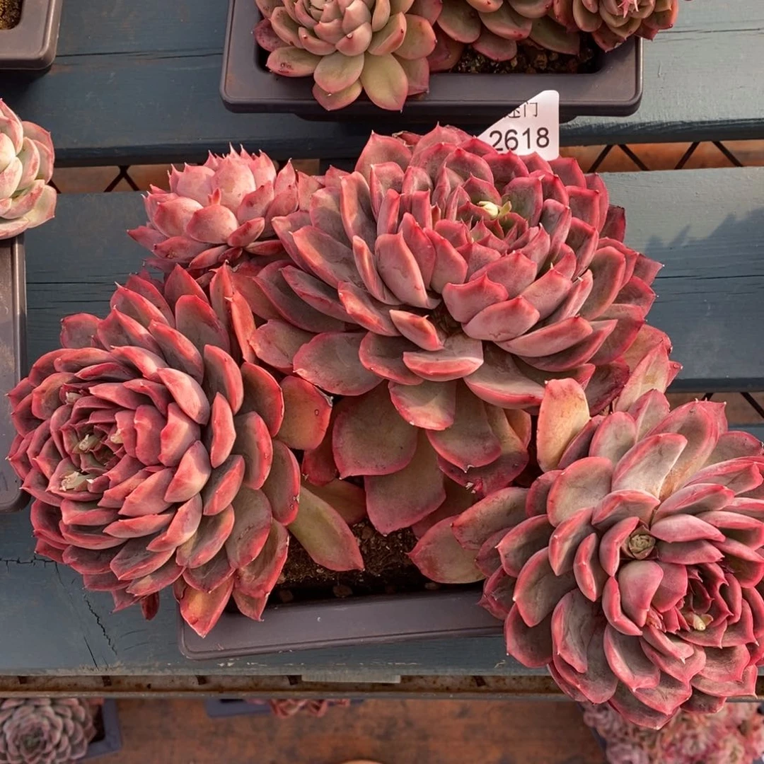 彭*虎杂交精品多肉2618