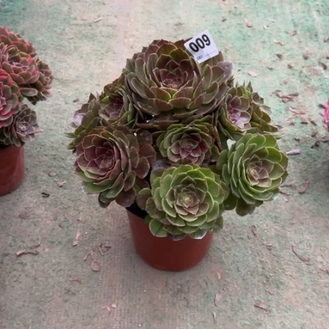 平***》009花月夜手捧多肉