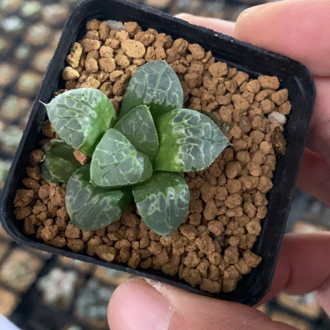 1212 一颗生生不息 高货 双12福利