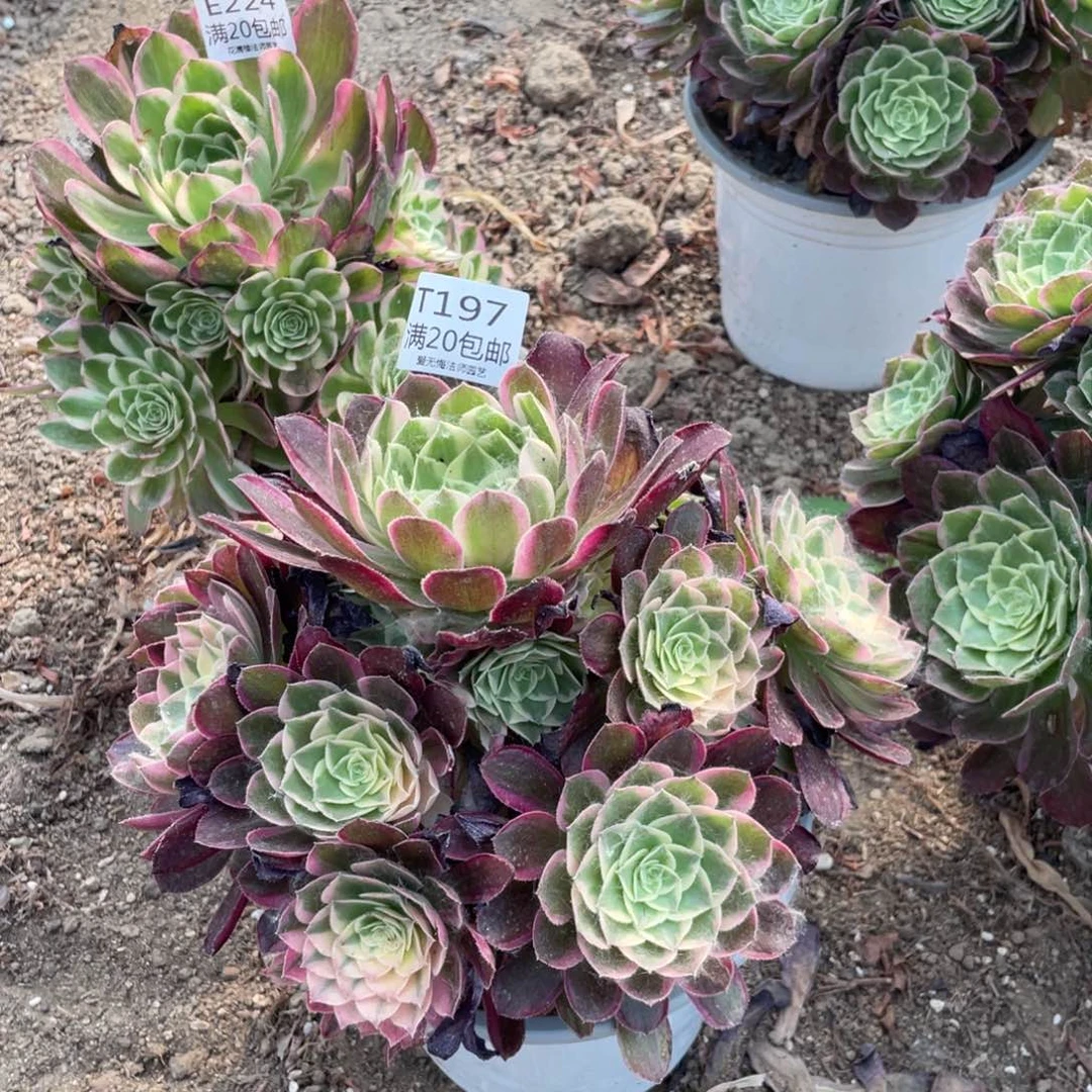 197桃美人多肉法师