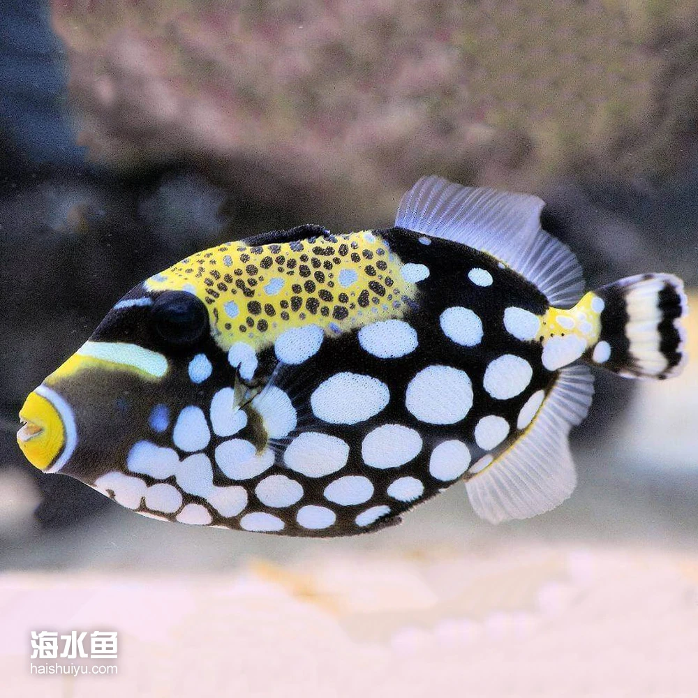 海水观赏鱼小丑炮弹