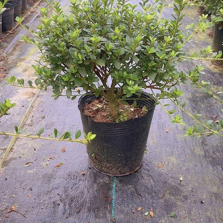 完全开放娟之舞一物一拍