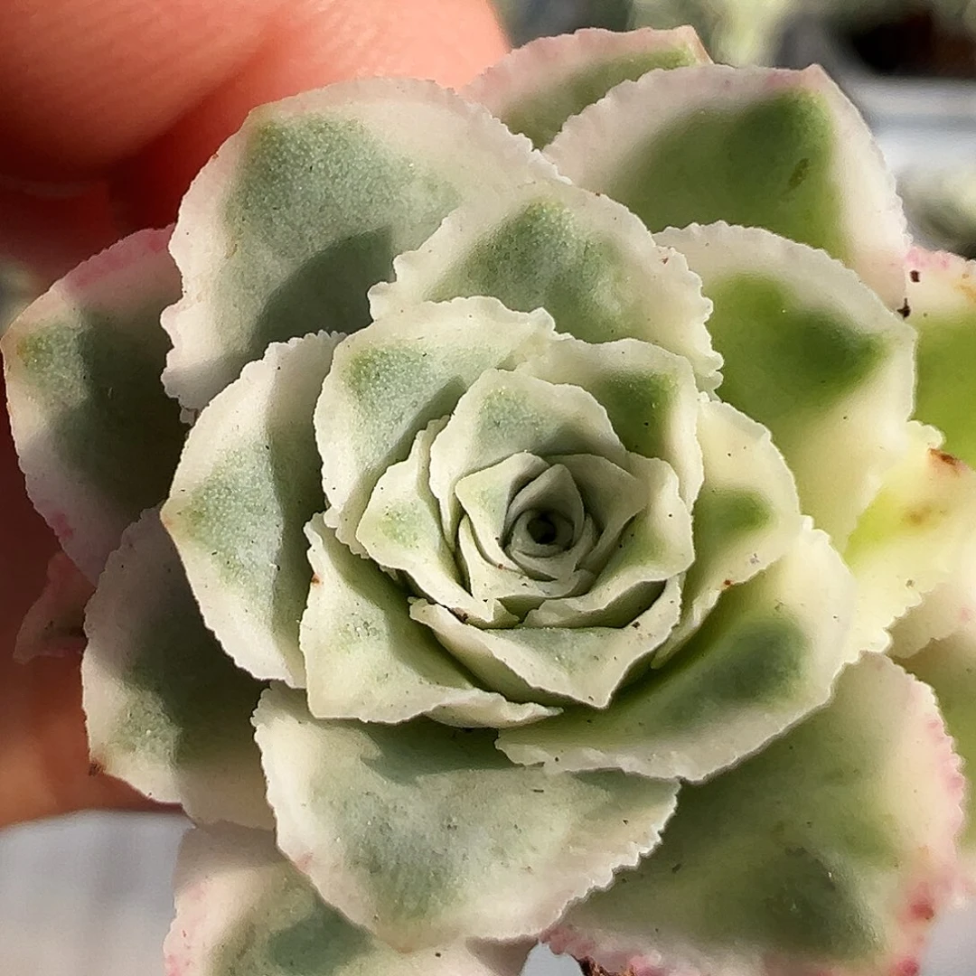 山地玫瑰锦秋夕430号