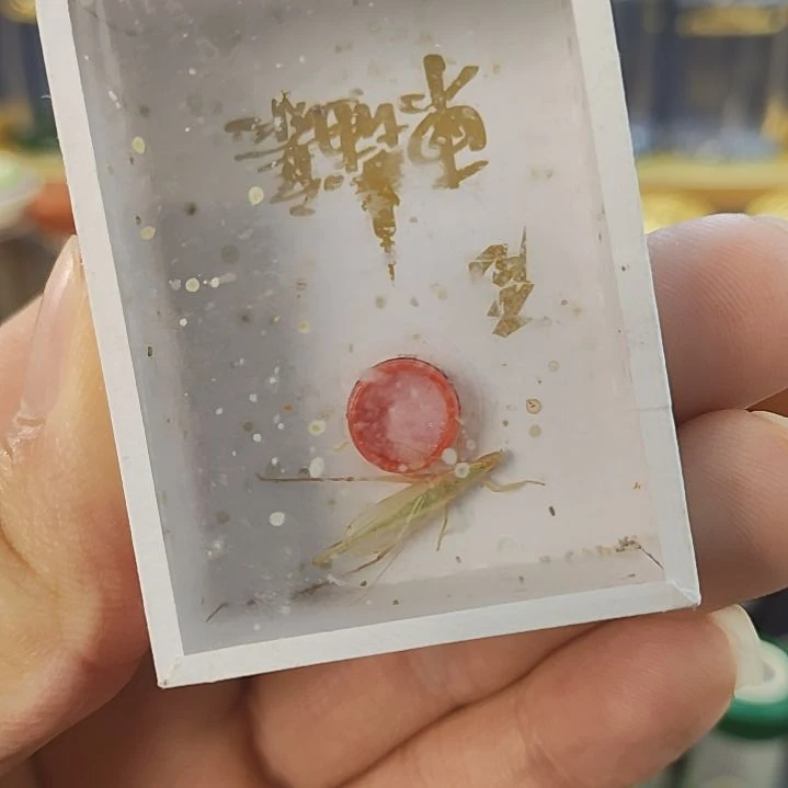 柬埔寨竹蛉三只啊啊啊