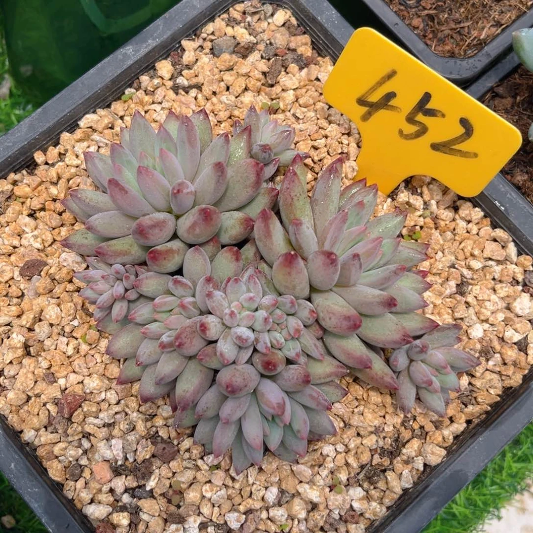 蕾452dghhjjjjkkkkkm