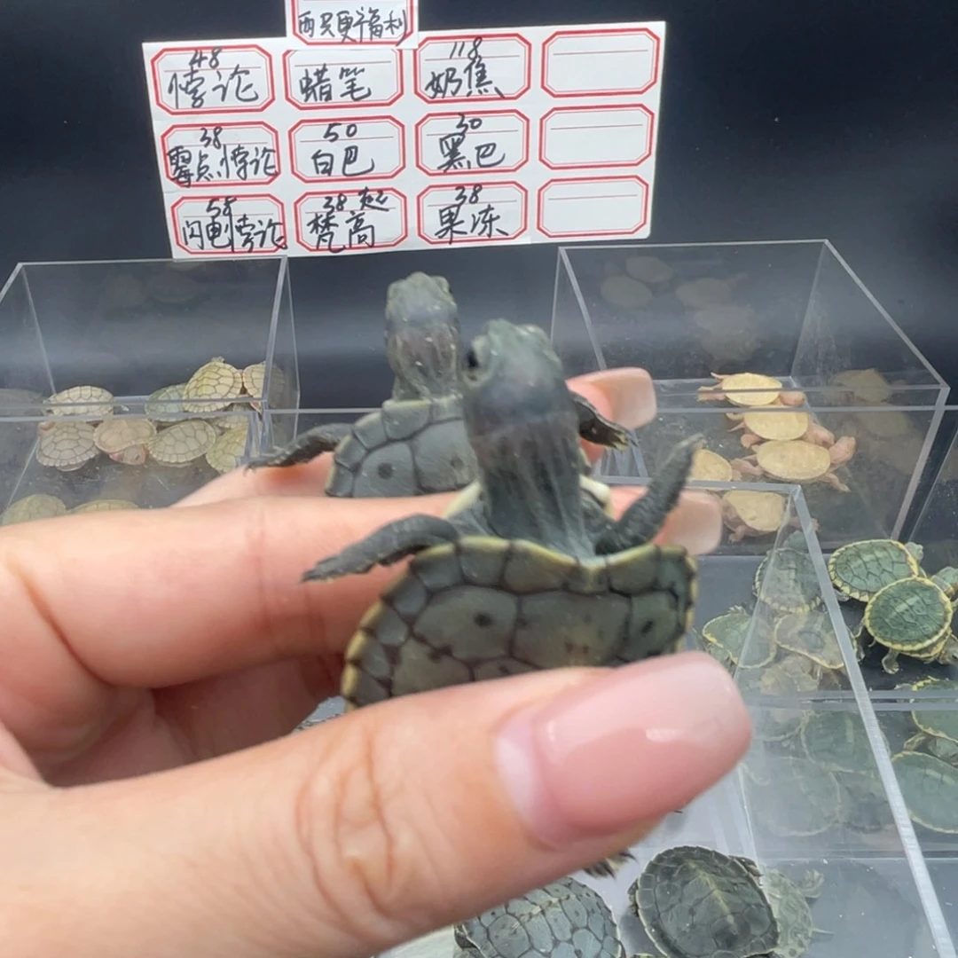 母绿毛龟黑巴龟龟