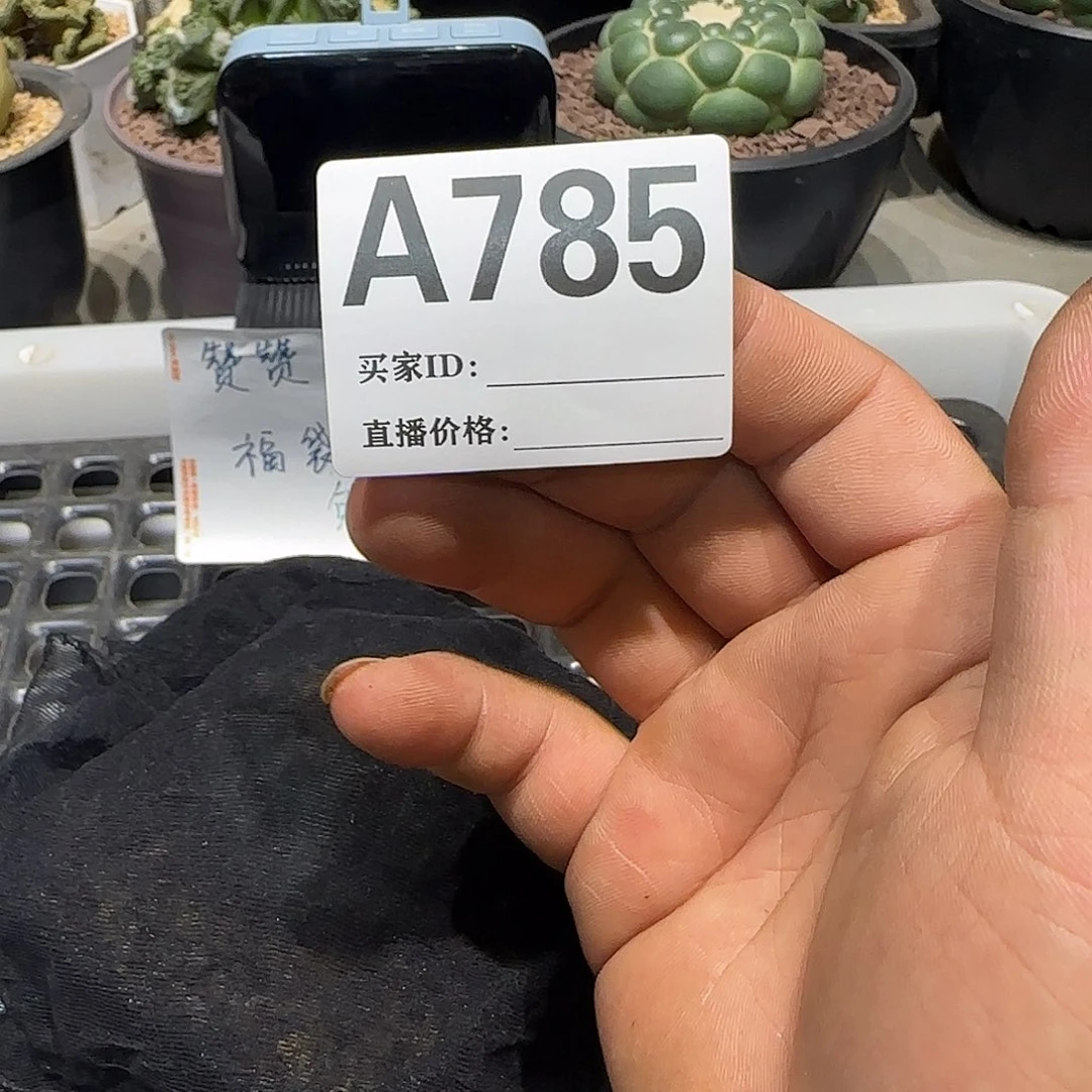 象***宝实生仙人球特价一颗