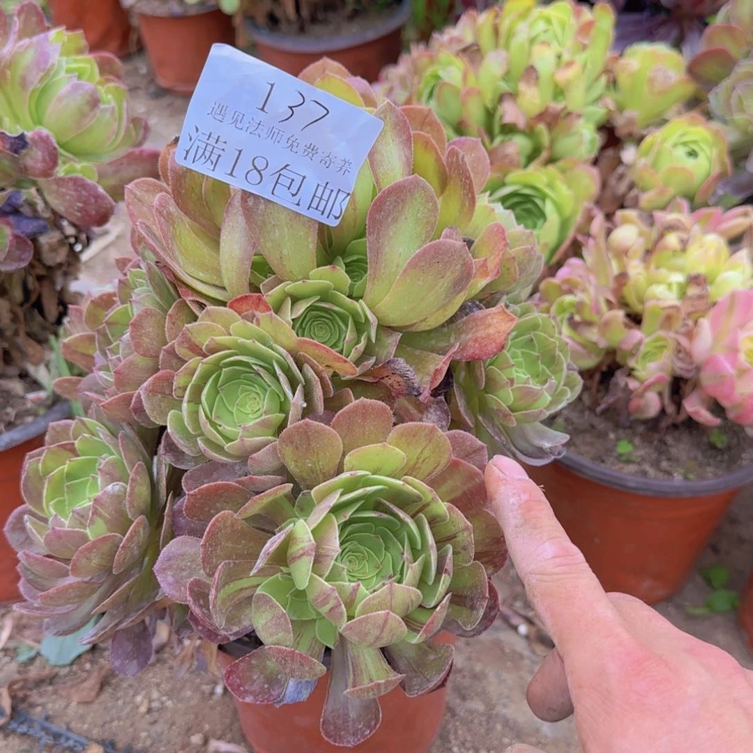 137号。 花月夜。