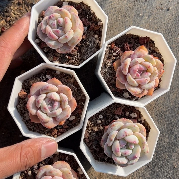 星影单头一颗量拍多肉满20包邮初7发