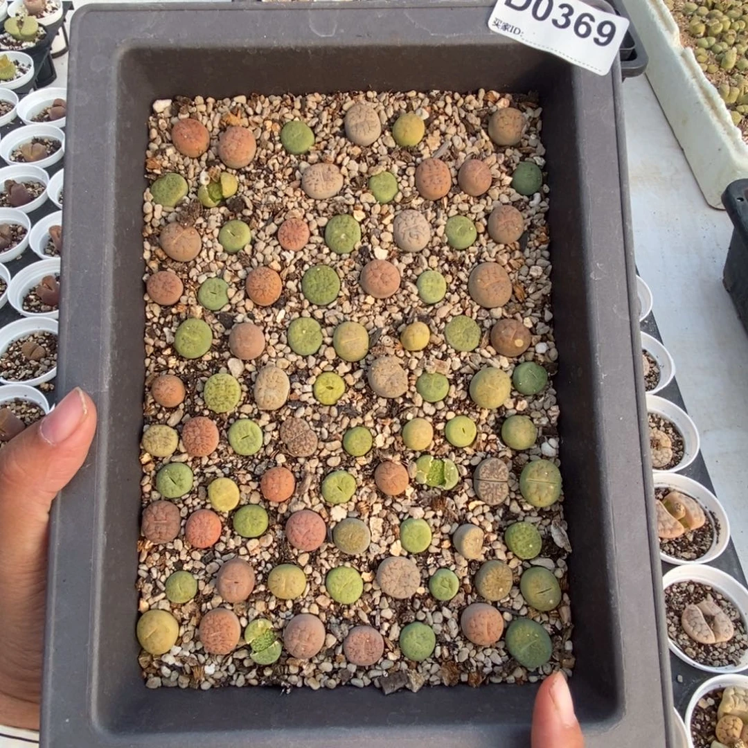 0369 彩色富贵带盆土