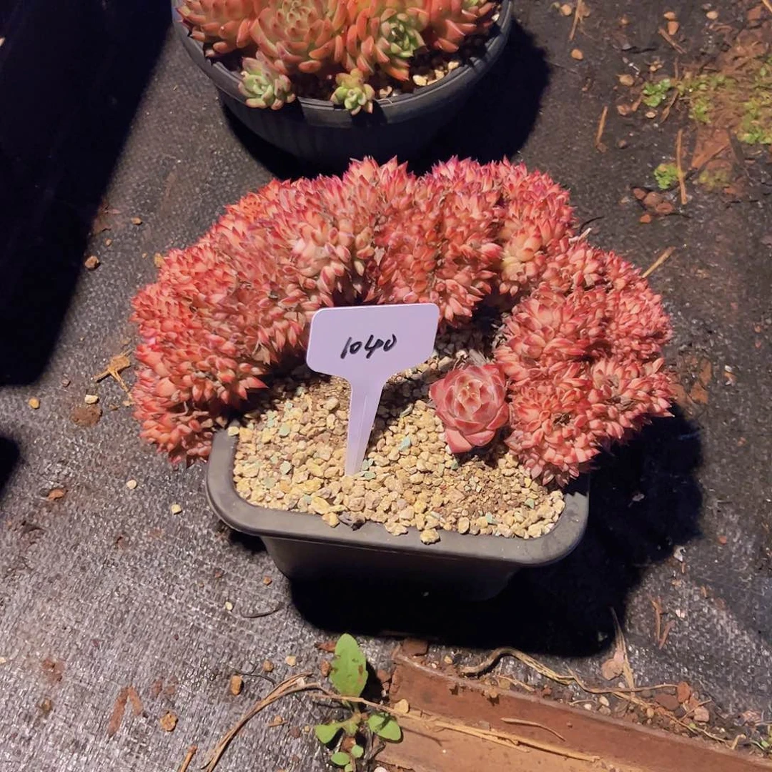 ?*熊1040红色拉糖缀198。。。