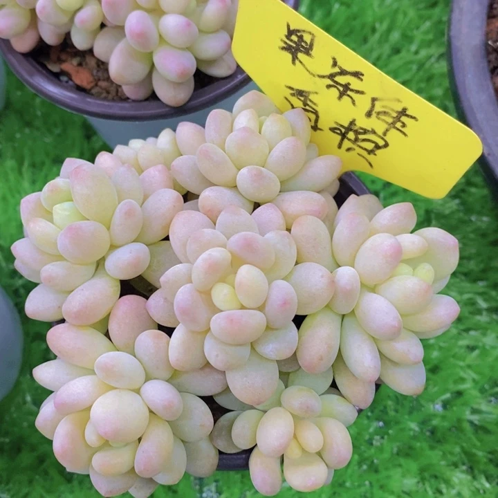 开心多肉植物多肉