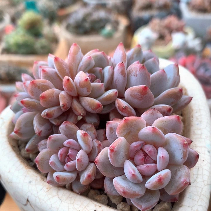 星星橙多肉     002