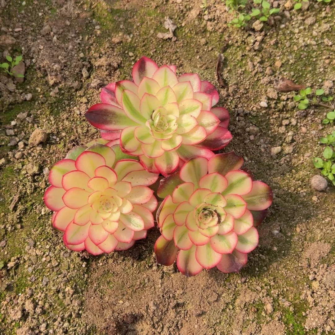 荔枝三颗组多肉植物