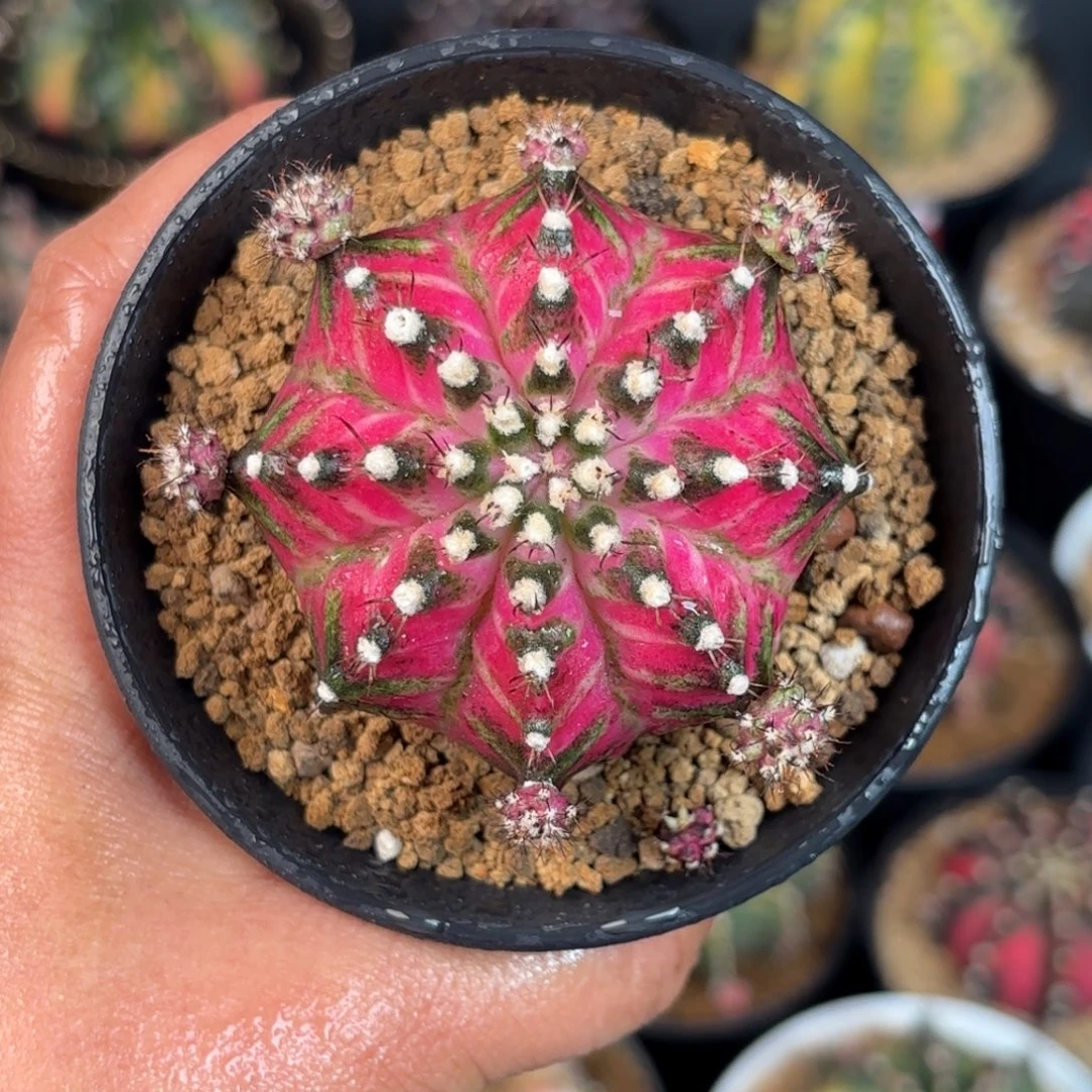 泰系米哈仙人球169