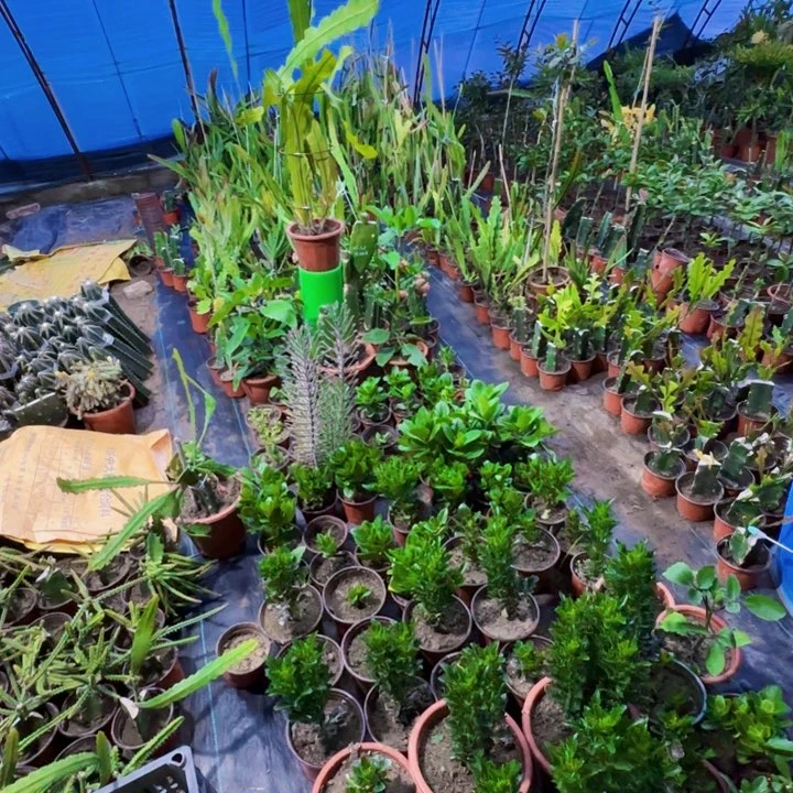 无花朵修**乐中国红2令箭3品种红