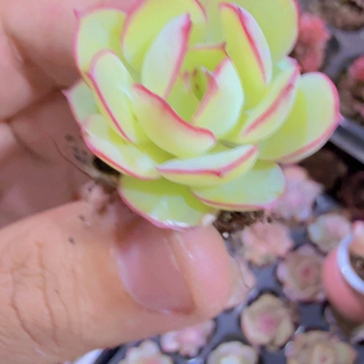 牡丹亭五颗一组穴盘