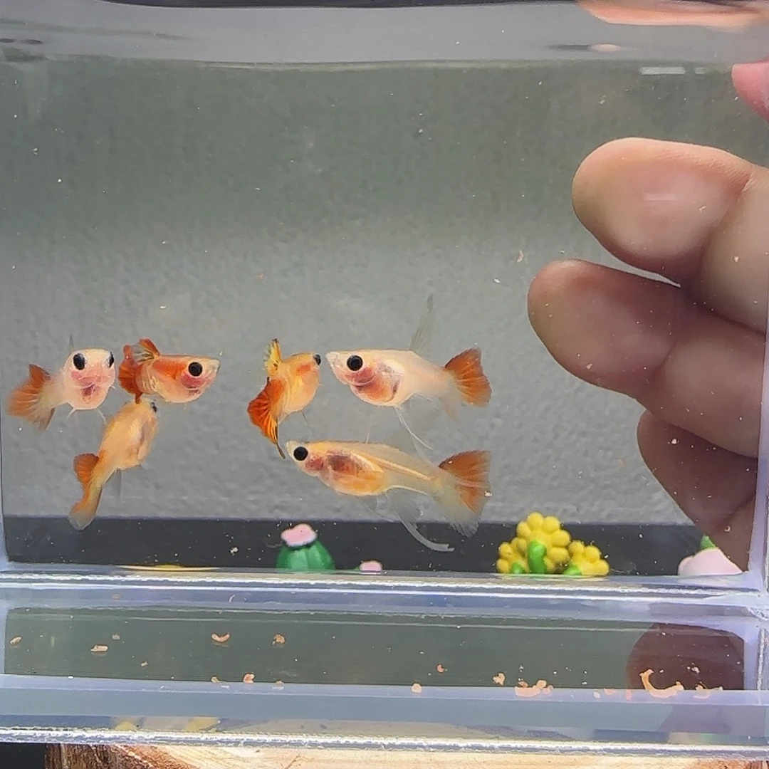 孔雀鱼银河短c一组34